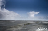 Waddensea