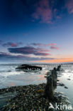 Waddensea
