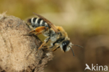 Weidebij (Andrena gravida)
