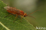 Weidebladwesp (Nematus miliaris)