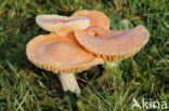 Meadow Waxcap (Hygrocybe pratensis)