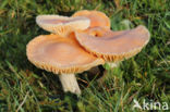 Weidewasplaat (Hygrocybe pratensis)