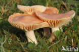 Meadow Waxcap (Hygrocybe pratensis)