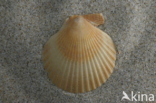 Queen Scallop (Aequipecten opercularis)