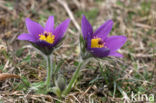 Pasqueflower (Pulsatilla vulgaris)