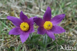 Wildemanskruid (Pulsatilla vulgaris)