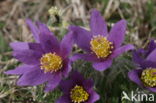 Pasqueflower (Pulsatilla vulgaris)