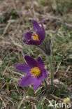 Wildemanskruid (Pulsatilla vulgaris)