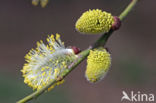 Willow (Salix)