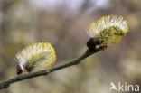 Willow (Salix)