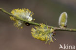 Willow (Salix)