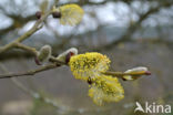 Willow (Salix)