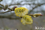 Wilg (Salix)