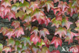 Wingerd spec. (Parthenocissus spec.)