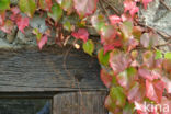 Creeper (Parthenocissus spec.)