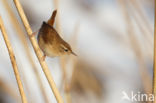 Winterkoning (Troglodytes troglodytes)