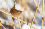 Winterkoning (Troglodytes troglodytes)