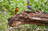 White-browed Robin-Chat (Cossypha heuglini)