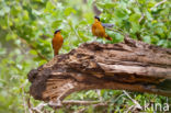 White-browed Robin-Chat (Cossypha heuglini)