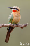 White-fronted Bee-eater (Merops bullockoides)