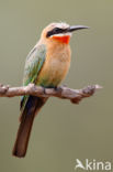 White-fronted Bee-eater (Merops bullockoides)