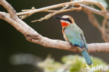 White-fronted Bee-eater (Merops bullockoides)