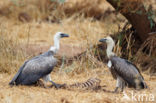 African white-backed vulture (Gyps africanus)