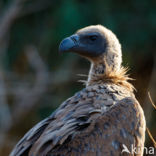 African white-backed vulture (Gyps africanus)