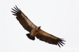 African white-backed vulture (Gyps africanus)