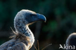 African white-backed vulture (Gyps africanus)