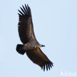 African white-backed vulture (Gyps africanus)