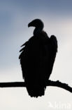 African white-backed vulture (Gyps africanus)