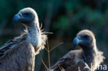 African white-backed vulture (Gyps africanus)