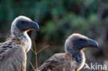 African white-backed vulture (Gyps africanus)