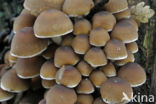 Common stump Brittlestem (Psathyrella piluliformis)