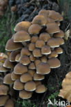 Common stump Brittlestem (Psathyrella piluliformis)