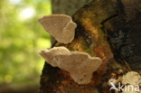 Witte bultzwam (Trametes gibbosa)