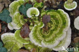 Witte bultzwam (Trametes gibbosa)