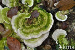 Witte bultzwam (Trametes gibbosa)