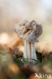 Witte kluifzwam (Helvella crispa)