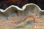 Skeletocutis amorpha