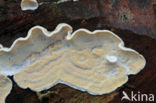 Skeletocutis amorpha