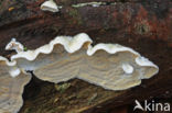 Skeletocutis amorpha