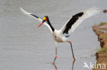 Zadelbekooievaar (Ephippiorhynchus senegalensis)