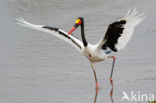 Zadelbekooievaar (Ephippiorhynchus senegalensis)