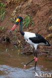 Zadelbekooievaar (Ephippiorhynchus senegalensis)