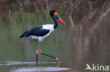 Zadelbekooievaar (Ephippiorhynchus senegalensis)