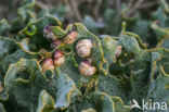 white gardensnail (Theba pisana)