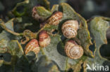 white gardensnail (Theba pisana)