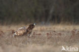 Zeearend (Haliaeetus albicilla)